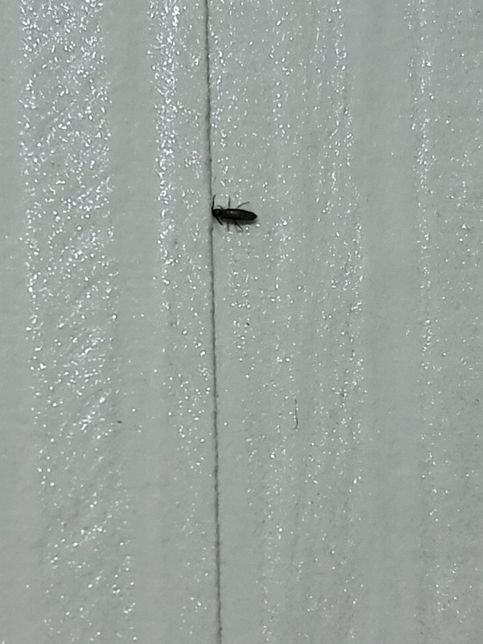 무슨 벌레일까요? 갑자기 벽지에 생겼어요의 0번 째 이미지