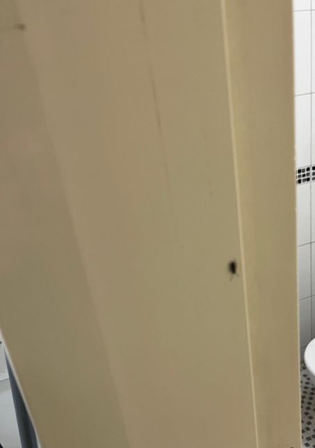 바퀴벌레 새끼인가요.. 놀래서 초점이 흐릿해요..의 0번 째 이미지