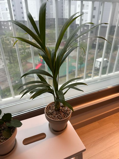 아레카야자 잎마름 현상과 잎 끝에 색변하는거 괜찮은건가요? 잎 끝이 휘어지는데 처음 기른 식물이라 잘 모르겠어요..의 0번 째 이미지