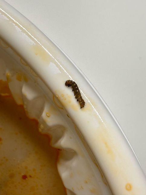 이거 벌레인가요? 종류가 뭔가요?(사진)의 0번 째 이미지