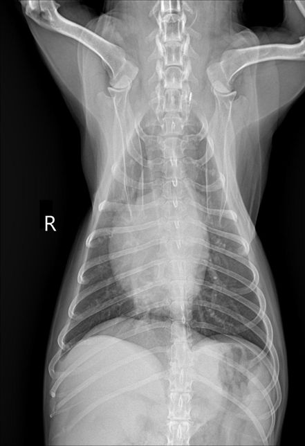 강아지 간크기가 작은건지 봐주세요!!의 3번 째 이미지