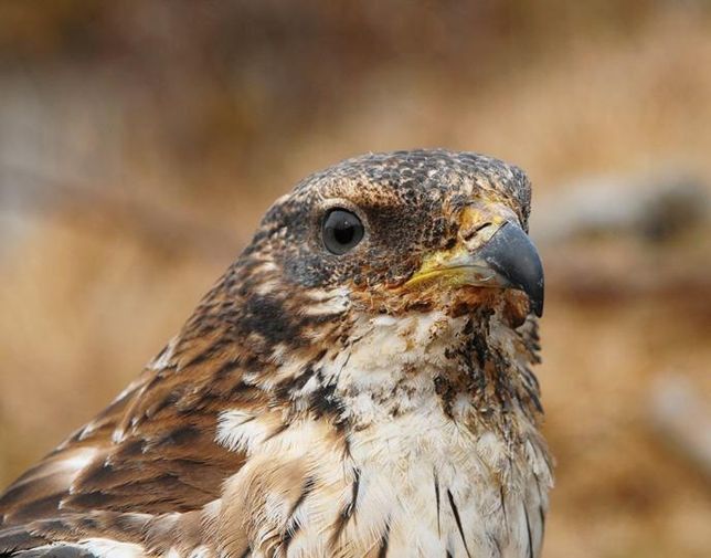 벌매도 말벌이 쏘는 독에 면역력이 강한 새인가요?의 0번 째 이미지