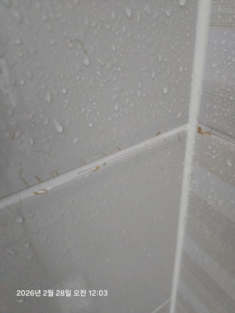 사진속 화장실 타일에 노란 곰팡이? 같은 오염물 어떻게 지우나요의 0번 째 이미지