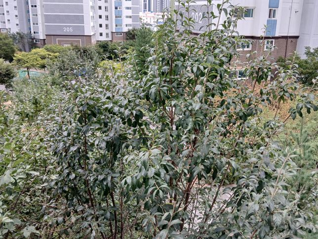 해당사진의 나무 이름과 특성이 궁금해요.의 0번 째 이미지