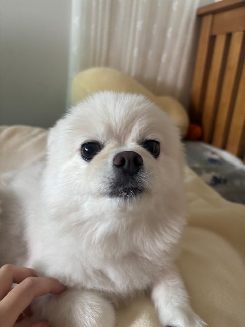 저희집 포메가 너무 큰데 큰 포메도 있나요?의 0번 째 이미지