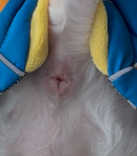 강아지 똥싸고 나서 똥꼬에 빨간색? 뭐가보여요의 0번 째 이미지