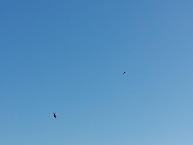 까치와 까마귀들이 늘어나면 육식동물인 맹금류 뿐 아니라 잡식성인 다른 새들도 다양한 구역을 찾아오기 힘들어요?의 1번 째 이미지