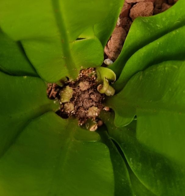 아비스 고사리 새잎나는 부분 봐주세요의 0번 째 이미지