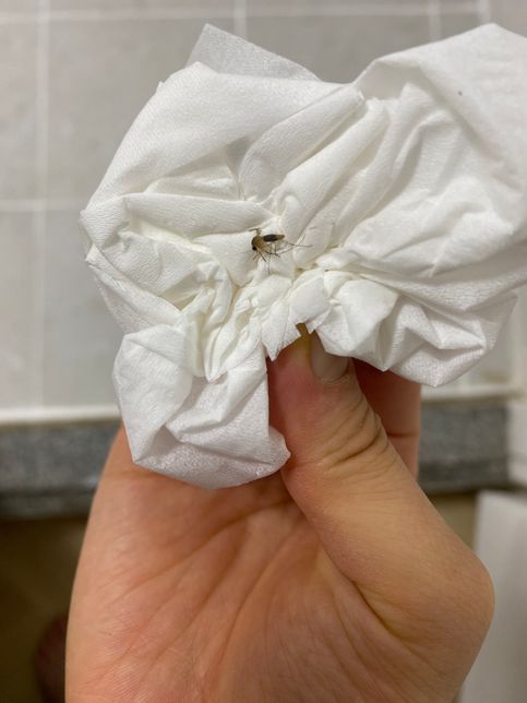 이 모기 무슨 모기종 인가요? 죽였는데 생긴게 심상치 않아서....의 0번 째 이미지