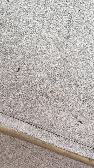 이 벌레가 무슨벌레인가요? 날개도 있는 것 같은데 자꾸 날개를 바닥에 떼고가요의 1번 째 이미지