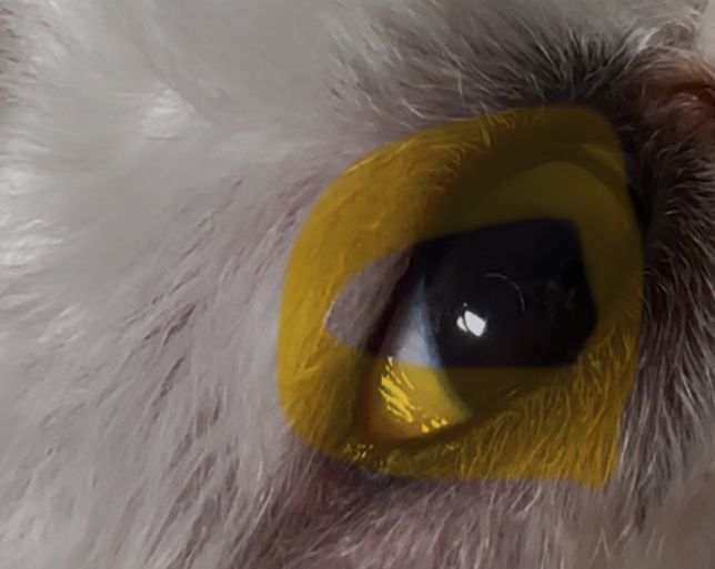 강아지 눈 안에 작은 동그라미 막 같은게 있어요의 0번 째 이미지