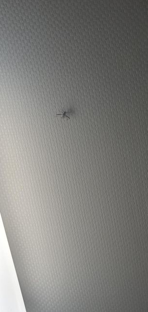 이거 벌레이름이 어떤건지 알 수 있을까요??의 0번 째 이미지