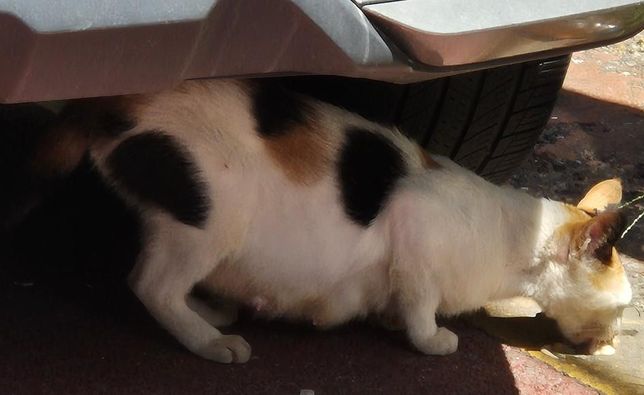 길고양이인데 임신인지 궁금합니다 ㅠㅠ의 0번 째 이미지