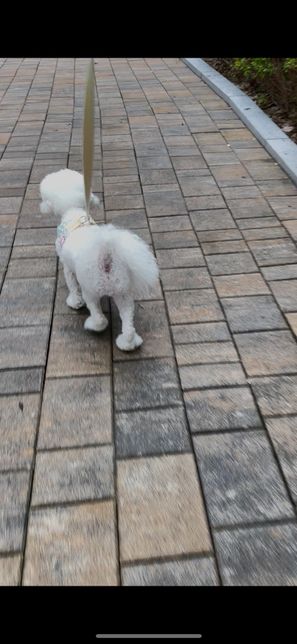 강아지 슬개골 탈구 o자형 다리 질문드려요…!의 0번 째 이미지