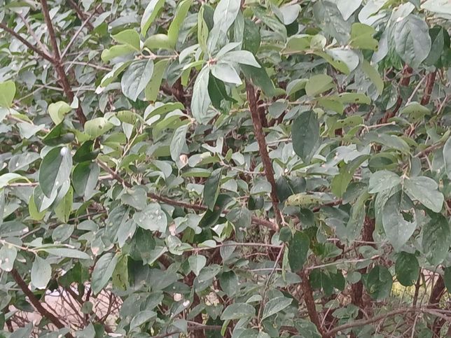 해당사진의 나무 이름과 특성이 궁금해요.의 1번 째 이미지