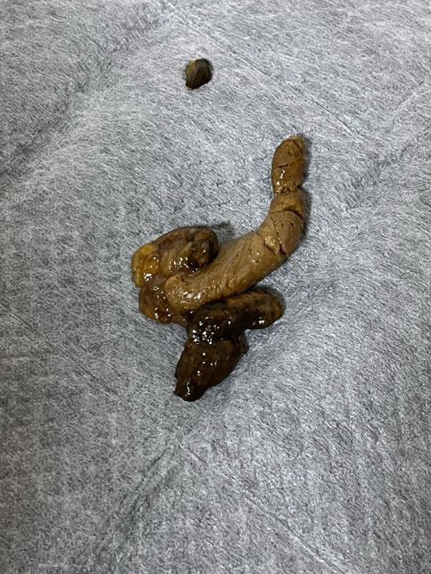 강아지 배변 상태가 조금 이상해요 ㅠㅠ의 0번 째 이미지