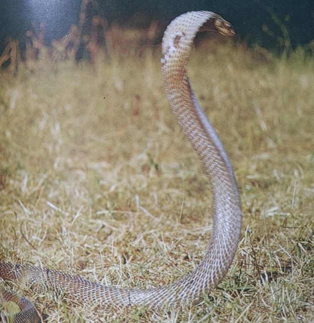 유혈목이는 정말 유전적으로 코브라와 관계가 있나요?의 1번 째 이미지