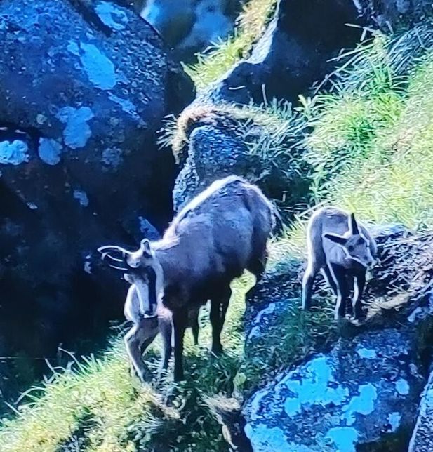 유럽에 사는 산양들이라면 샤모아와 무플론 중 누가 더 작아요?의 3번 째 이미지