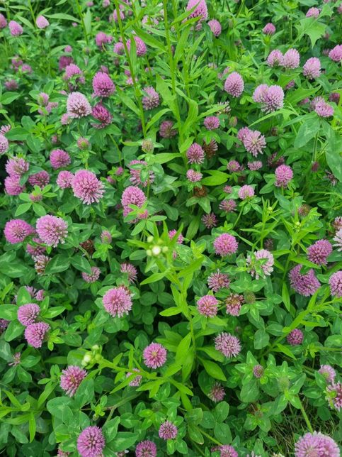 길옆 공원에 피어있는 보라색꽃이 보기에 참 좋았습니다.의 0번 째 이미지