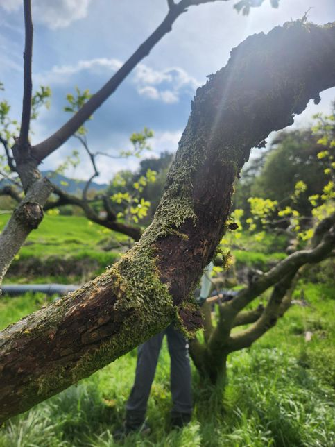 감나무에 청태가 많은데 그냥 둬도 되나요?의 1번 째 이미지