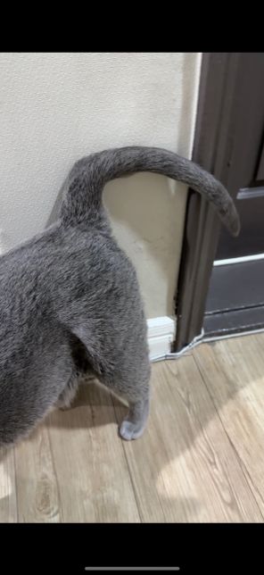 고양이가 꼬리를 이상한 모양으로 하고있는데의 0번 째 이미지