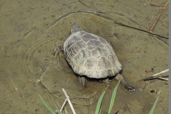 주왕산국립공원에 멸종위기 토종 야생동물을 풀어서 보호구역으로 만들면 어떨까요?의 3번 째 이미지
