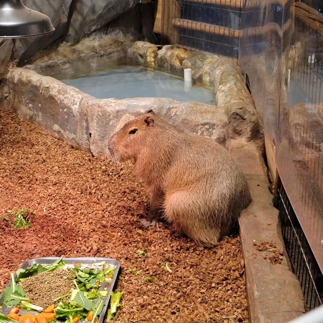 왜 비수도권 지역 동물원에 카피바라는 야외 방사장이 있는 동물원이 아닌 실내 동물원에만 사육되고 있나요?의 1번 째 이미지