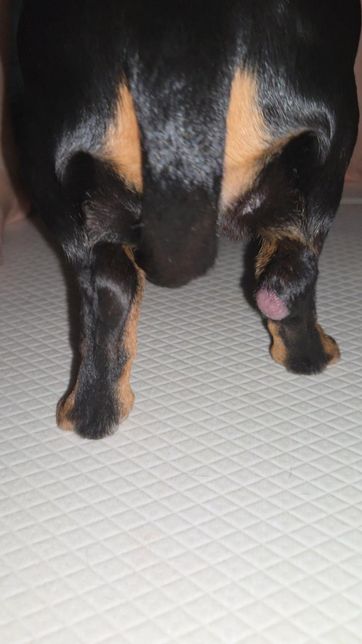 8살 강아지 다리에 이거 의심되는 거 알 수 있을까요,,,의 0번 째 이미지