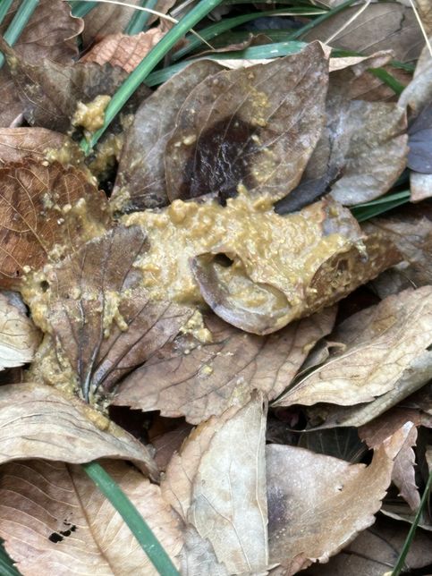 다른 강아지 설사를 먹었는데 괜찮을까요???의 0번 째 이미지