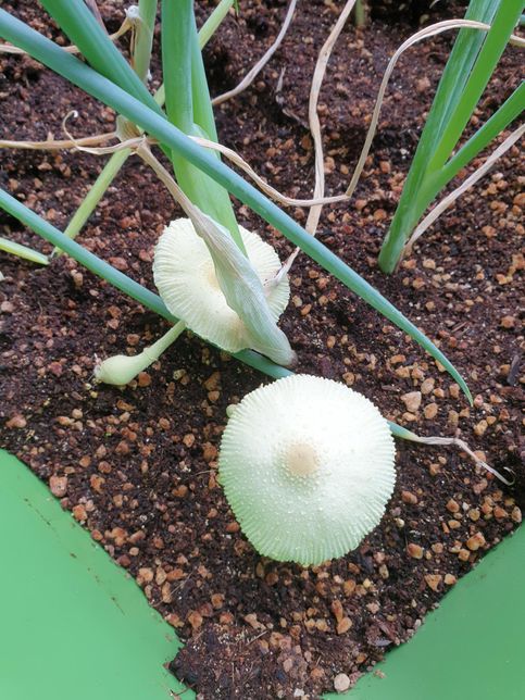 베란다 화분에 핀 버섯화분무엇일까요?의 0번 째 이미지