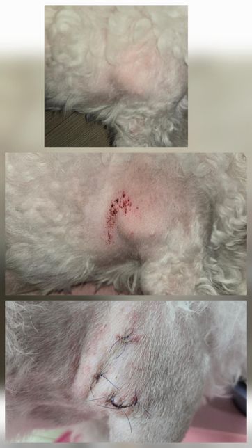 강아지 세침검사와 조직검사 결과 다를때의 0번 째 이미지