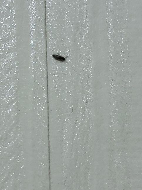 무슨 벌레일까요? 갑자기 벽지에 생겼어요의 2번 째 이미지