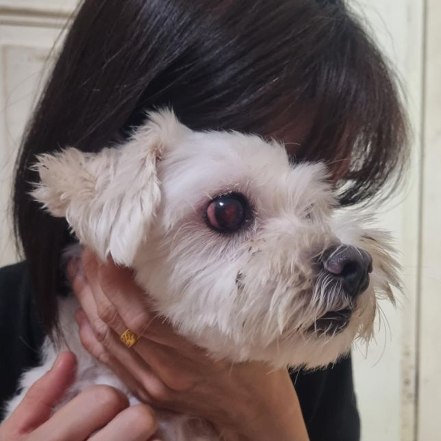 나갔다왔는데 강아지 눈이 너무 빨개요의 0번 째 이미지