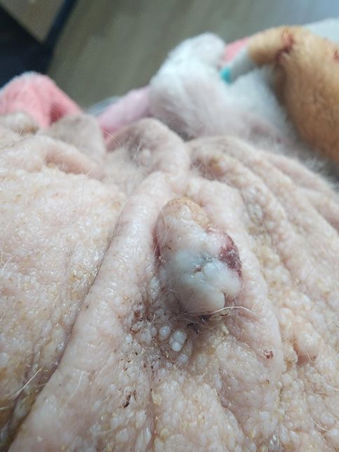 오늘 아침에 보니 강아지 종기에 검은색의 0번 째 이미지