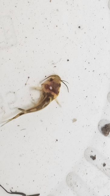 (사진첨부)이 물고기는 메기인가요?의 1번 째 이미지