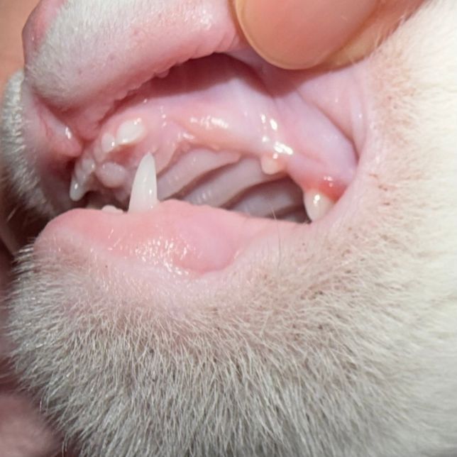 아깽이가 이갈이 중인데 송곳니가 안보여요의 1번 째 이미지