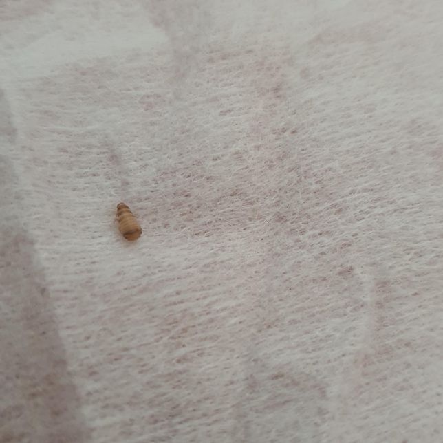 벌레가 나왔는데 처음보는 건데 아시는분 계신가요?의 1번 째 이미지