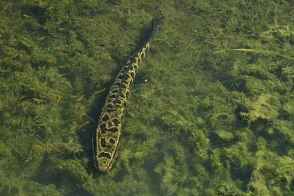 우리나라 맹수 삵과 육식성 민물고기 가물치가 싸우면 누가 이겨요?의 3번 째 이미지