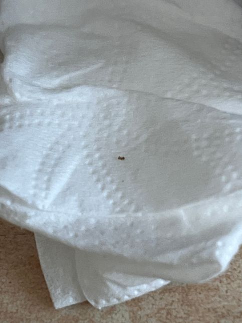 이게 무슨 벌레 인가요? ??????의 1번 째 이미지