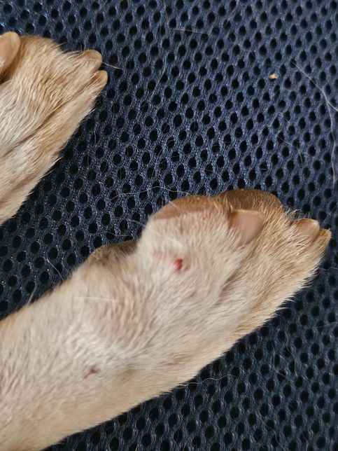 멍멍이 발 쪽에 검붉은 사마귀가 생겼습니다. 악성종양일까요?의 0번 째 이미지