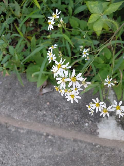 <mark>아래사진</mark>의 <mark>식물</mark> <mark>이름</mark>이 무엇입니까요?의 1번 째 이미지