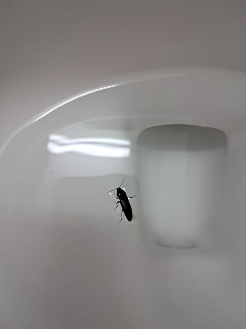 이거 바퀴벌레인가요 아닌가요 궁금합니다의 0번 째 이미지