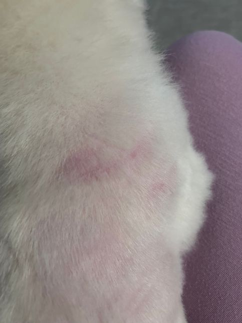 강아지 피부병 인가요? ㅠㅠ !!!!의 1번 째 이미지