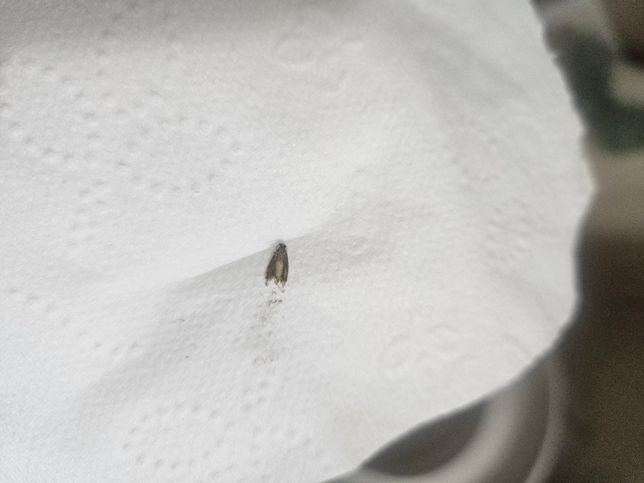 이거 무슨 벌레인가요?? 화장실에 보였어요의 1번 째 이미지