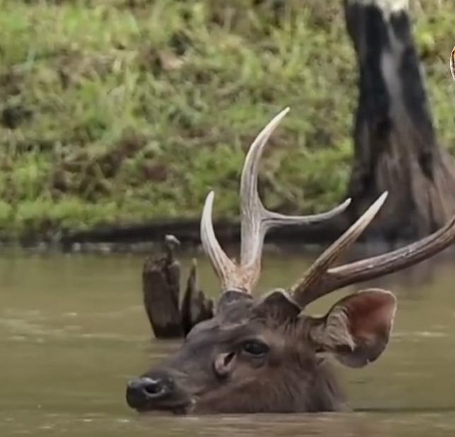 아시아에 사는 사슴의 일종인 삼바를 왜 물사슴이라고도 부르나요?의 3번 째 이미지