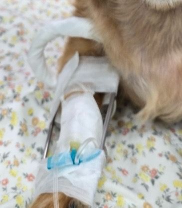 주사바늘자국인가요? 다른 기구에 눌린자국인가요?의 0번 째 이미지