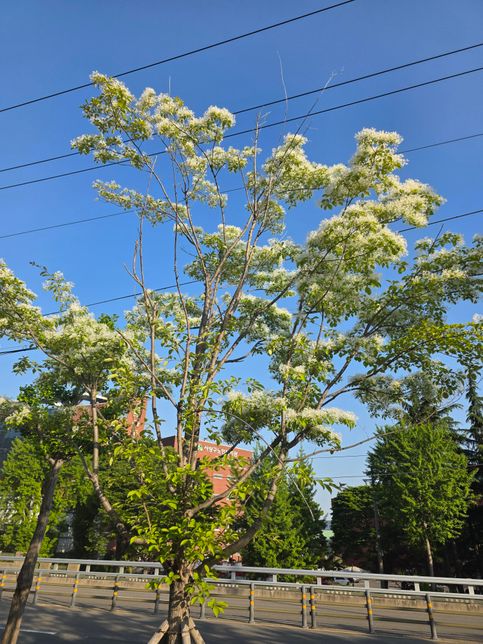 이 나무가 무슨 나무인지 알려주세요^^의 0번 째 이미지