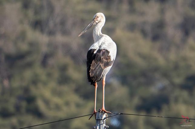 수달은 큰 물고기를 사냥해도 왜 지나치게 큰 새를 사냥하지 않아요?의 2번 째 이미지