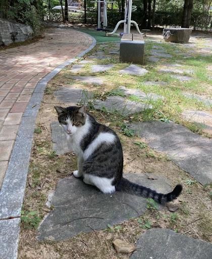 길고양이 집으로 데려와서 참치 통조림.의 0번 째 이미지