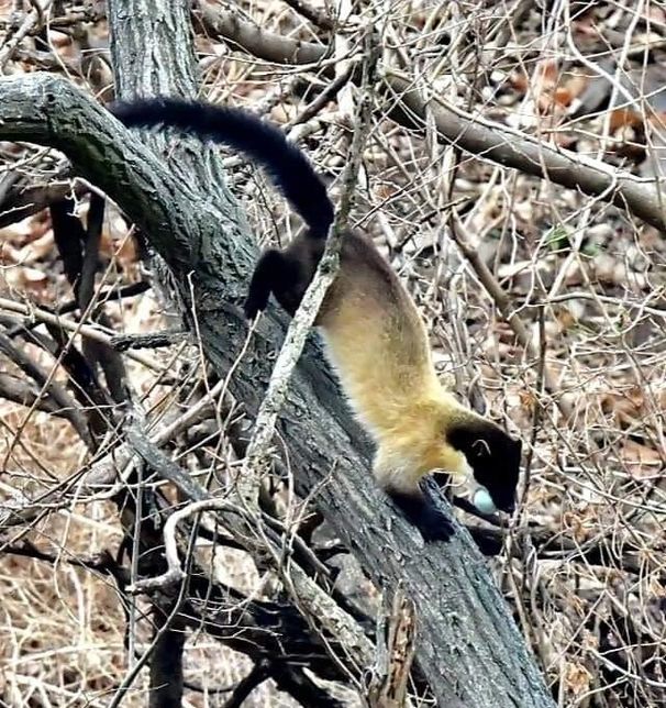 요즘 비수도권 지역 민가에 인구가 줄어들자 야생동물들이 무엇 때문에 늘어나고 있어요?의 2번 째 이미지